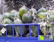 2017东明西瓜 此品种西瓜出产于黄河边沙土地