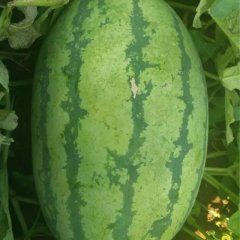 乾县西瓜 家里23亩左右的刚开园花皮大瓜