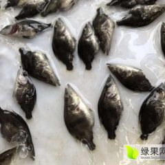 广东鹤山草鱼 江门淡水鱼苗养殖