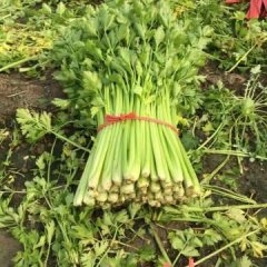 2017博兴芹菜色泽鲜亮，无色斑