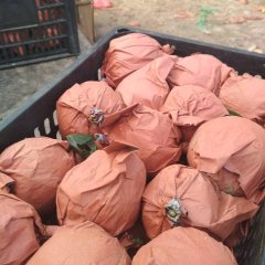 饶阳河北何腾7月皇冠梨