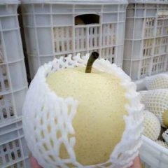 河北饶阳每年七月份皇冠梨大量上市