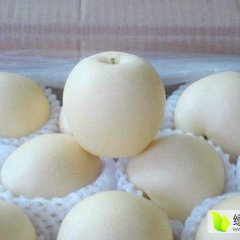 河北饶阳皇冠梨面积特多，产量特多
