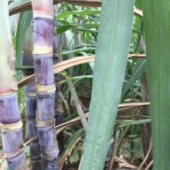 翁源甘蔗 今年本人已种有50多亩黑皮甘蔗