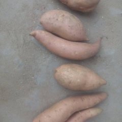 河南省开封市尉氏县孙超7月龙署九号红薯