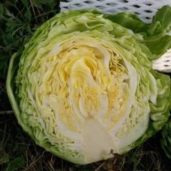 湖北十万亩蔬菜基地常年供应白菜