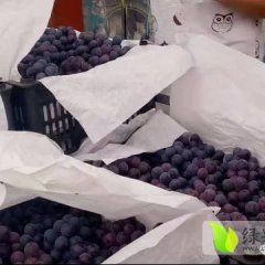 万亩葡萄基地，品种有京亚 巨峰