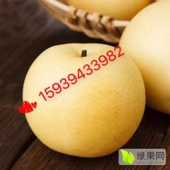 河南西华黄金梨著名品牌