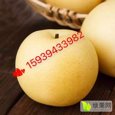 2017年河南西华黄金梨价格