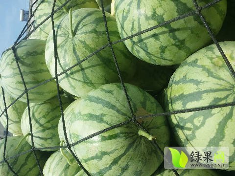 2017年河南扶沟花皮无籽价格