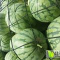 周口万亩有籽、无籽西瓜已经成熟
