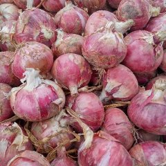 通许洋葱 随着气温升高，陆地洋葱已开始腐烂