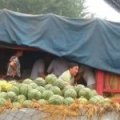 代收大量花无籽，黑无籽，春光62，龙卷风等西瓜
