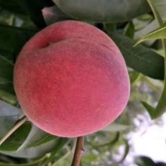 2017大荔蜜桃 北京八号毛桃