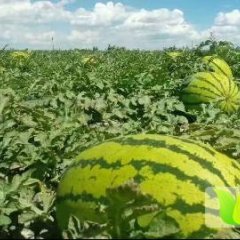 甘肃靖远县高湾乡素有