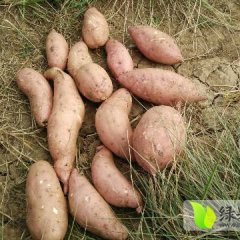 2017年，7月正式迎接红薯高峰期