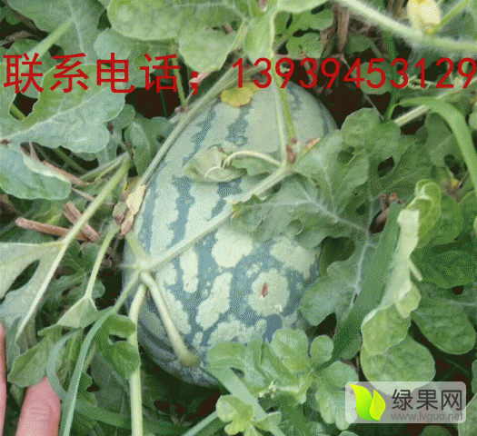 2017年河南扶沟8424西瓜价格