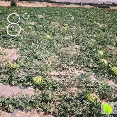 2017会宁大面积晒砂瓜现己成熟可上市