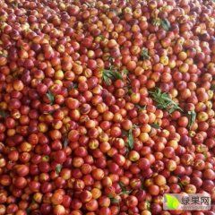河北乐亭黄油，春雪红梅油桃大量上市