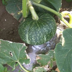 吉林绿皮南瓜黄皮南瓜，黑皮南瓜，南瓜品种好