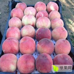 饶阳苹果 各种水果大量上市，突围，苹果桃