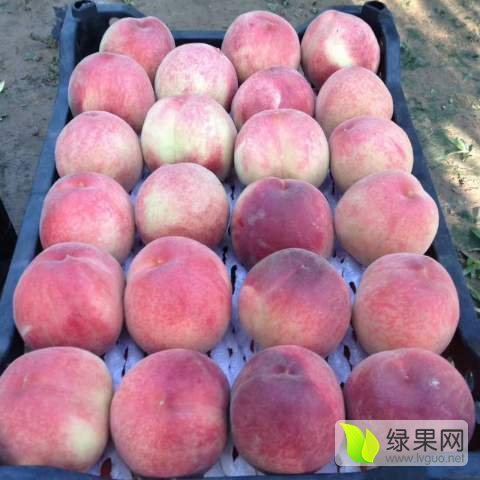 2017年河北饶阳苹果桃价格