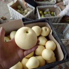 安徽省砀山县万亩皇冠梨产地 现已大量上市！