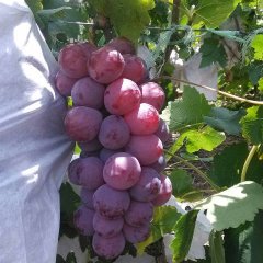 宾川葡萄现以大量上市