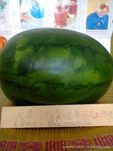 合阳县黑池镇彭城村西瓜大量上市  惠龙