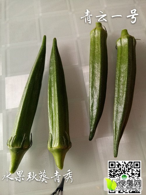 2017年山东莱阳青云一号价格