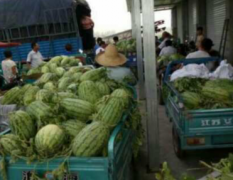 安徽淮北家乡万亩麦茶点种西瓜7月重磅上市