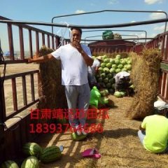 甘肃硒砂瓜，品种[金花]【金城】长期代收代发