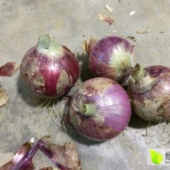 靖远县红皮洋葱大量上市