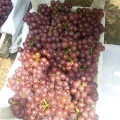 2017永年邯郸市富安葡萄基地