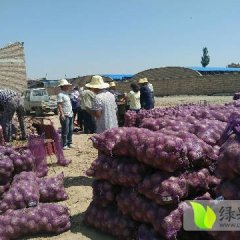 2017靖远洋葱 洋葱以个头大，形状好