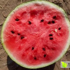 质量第一、诚信为本、西瓜最低价格、报价准确