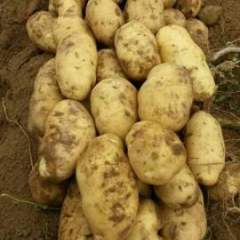 集宁荷兰七号土豆个头大薯型正品种全