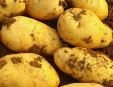 荷兰十五土豆大量出货中