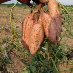 山东西瓜红地瓜大量供应出售！