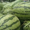 夏邑西瓜 主要品种有冠龙花皮，龙旋风