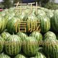 公主岭西瓜假一赔十东升信诚农业贸易公司