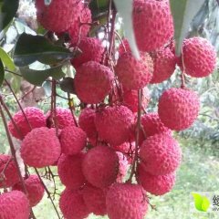 从化荔枝  深英果园介绍: