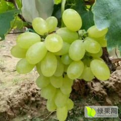 稷山葡萄5000亩维多利亚葡萄大量上市
