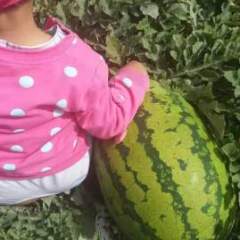 代办扎子塬西瓜