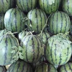 黑龙江省绥化市西瓜大量上市