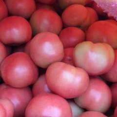 “汝州粮仓”、“瓜菜之乡”西红柿已大量上市