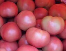 “汝州粮仓”、“瓜菜之乡”西红柿已大量上市
