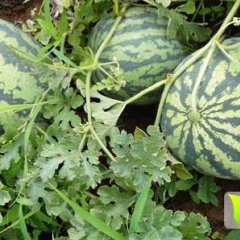 安徽亳州西瓜：精品美都正在热销中…