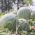 孟寨乡谭庄村种植西瓜已经有十多年了