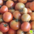 内蒙古大红硬果番茄大量上市，果品好